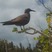 Lesser Noddy